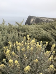 Castilleja hololeuca