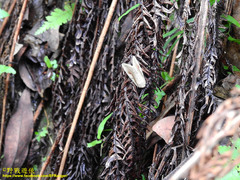 Lepidoptera