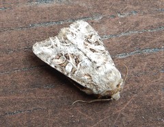 Trichordestra liquida