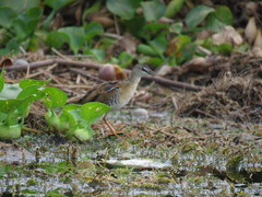 Hapalocrex flaviventer