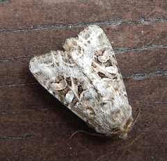 Trichordestra liquida