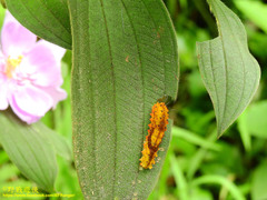 Eterusia aedea formosana