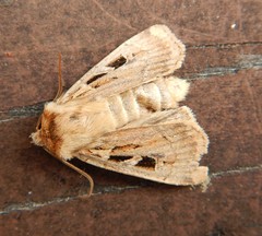 Pseudohermonassa flavotincta