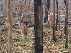 Osphranter antilopinus