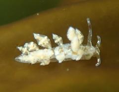 Eubranchus olivaceus