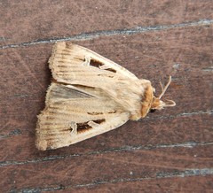 Pseudohermonassa flavotincta