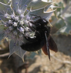Xylocopa
