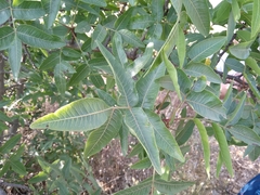Pistacia atlantica mutica