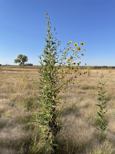 Image of Helianthus paradoxus by (c) Martin Purdy, some rights reserved (CC BY)