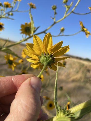 Image of Helianthus paradoxus by (c) Martin Purdy, some rights reserved (CC BY)