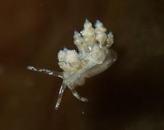 Eubranchus olivaceus