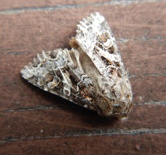 Trichordestra liquida