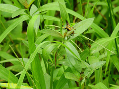 Polistes rothneyi