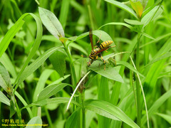 Polistes rothneyi
