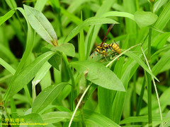 Polistes rothneyi