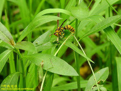 Polistes rothneyi