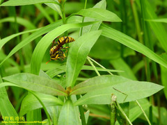 Polistes rothneyi