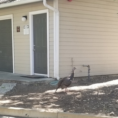 Meleagris gallopavo