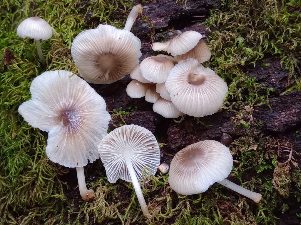 Mycena chlorinosma