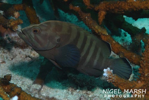 Chocolate Grouper
