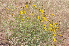 Helianthus cusickii