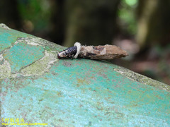 Psychidae