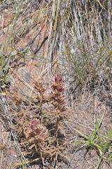 Castilleja xanthotricha