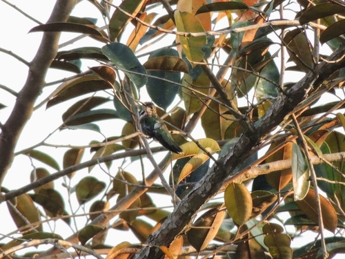 Veraguan Mango (Anthracothorax veraguensis)