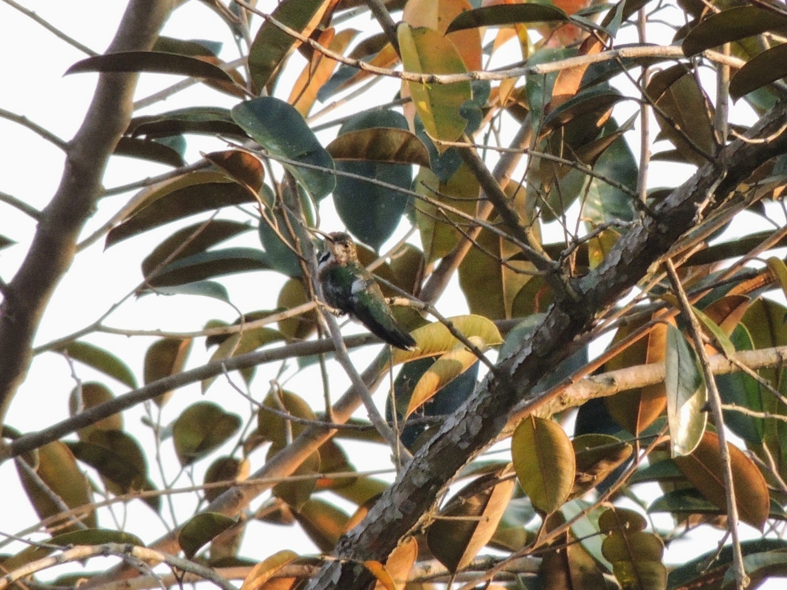 Veraguan Mango (Anthracothorax veraguensis)