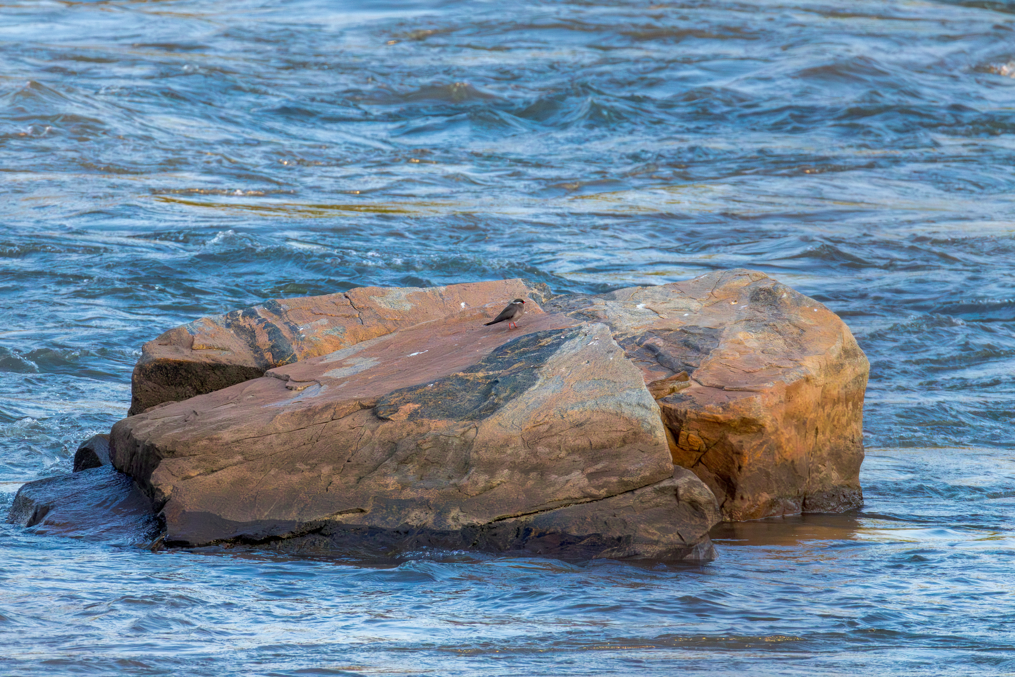 Rock Pratincole illustration