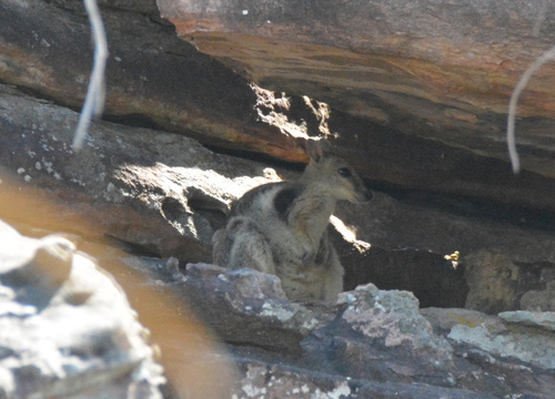 Wilkins's Rock Wallaby