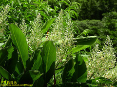 Alpinia galanga