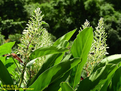 Alpinia galanga