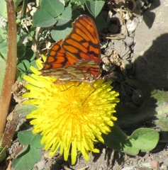 Dione glycera