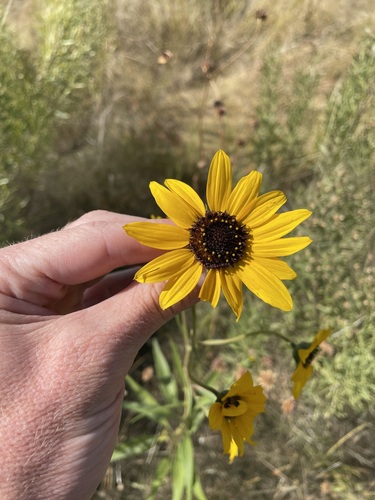 Image of Helianthus paradoxus by (c) Martin Purdy, some rights reserved (CC BY)