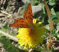 Dione glycera