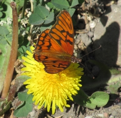 Dione glycera