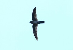 Grey-Rumped Swiftlet photo 3