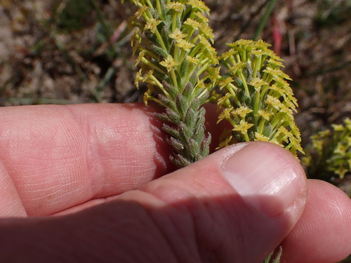 Image of Struthiola mundii by (c) Eugene Hahndiek, some rights reserved (CC BY-SA)