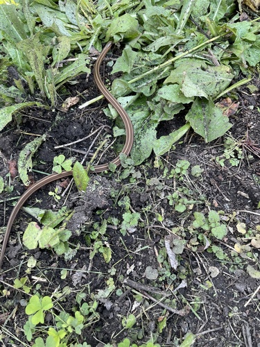 Short-headed Garter Snake