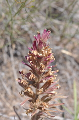Castilleja xanthotricha