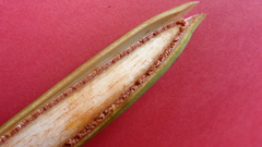 Philodendron pedatum