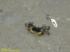 Macrophthalmus banzai