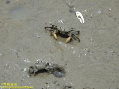 Macrophthalmus banzai