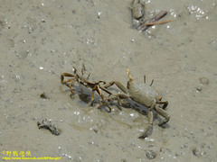 Macrophthalmus banzai