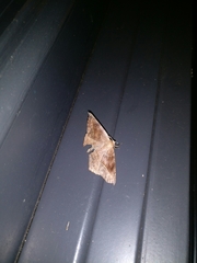 Eutrapela clemataria