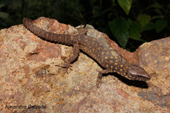 Lepidophyma smithii