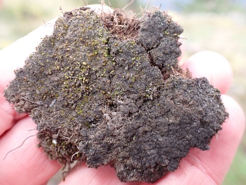 Placynthiella uliginosa, 2024-10-17