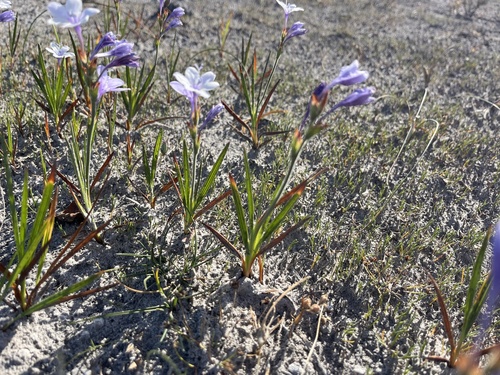 Babiana patersoniae