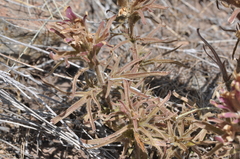 Castilleja xanthotricha